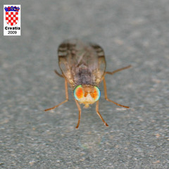 Acanthiophilus helianthi