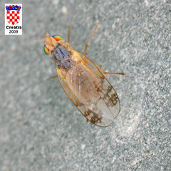 Acanthiophilus helianthi