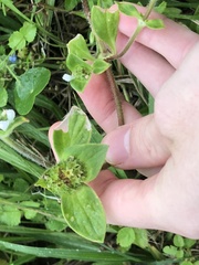 Richardia brasiliensis