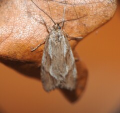 Diurnea lipsiella