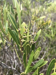 Olea exasperata