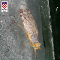 Acanthiophilus helianthi