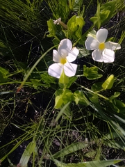 Thunbergia