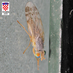 Acanthiophilus helianthi