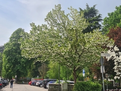 Davidia involucrata