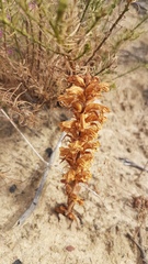 Orobanche minor