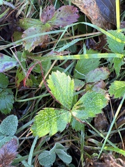 Fragaria virginiana