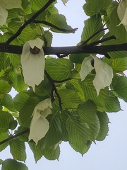 Davidia involucrata