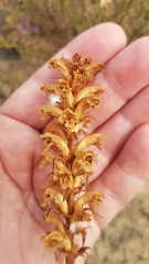 Orobanche minor