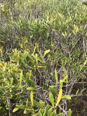 Olea exasperata