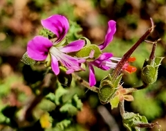 Pelargonium englerianum