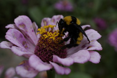 Bombus sonorus