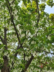 Davidia involucrata