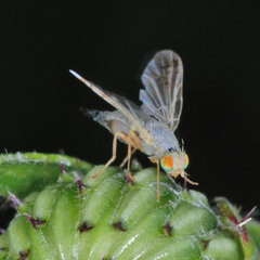 Acanthiophilus helianthi