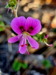Pelargonium englerianum