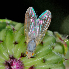 Acanthiophilus helianthi