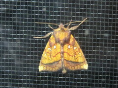 Papaipema leucostigma