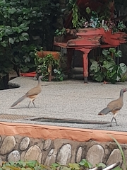 Ortalis poliocephala