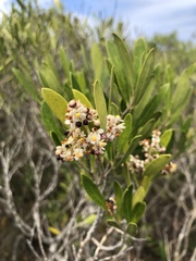 Olea exasperata
