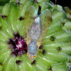 Acanthiophilus helianthi