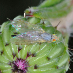 Acanthiophilus helianthi