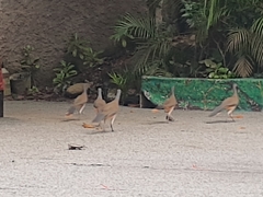 Ortalis poliocephala