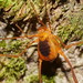 Assamiidae - Photo 由 Reiner Richter 所上傳的 (c) Reiner Richter，保留部份權利CC BY-NC-SA