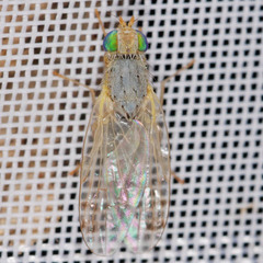 Acanthiophilus helianthi