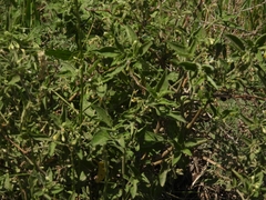 Solanum chenopodioides