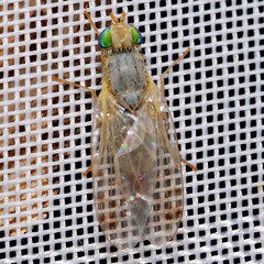 Acanthiophilus helianthi