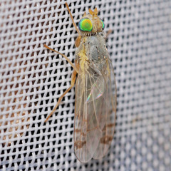 Acanthiophilus helianthi