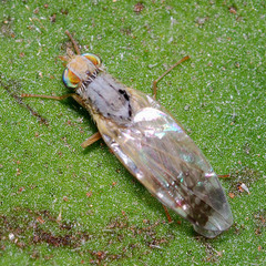 Acanthiophilus helianthi