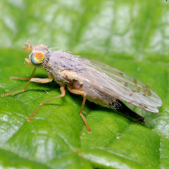 Acanthiophilus helianthi