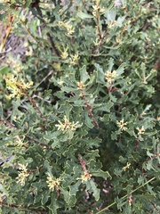 Morella quercifolia
