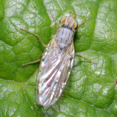 Acanthiophilus helianthi