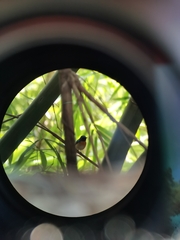 Cyornis rubeculoides dialilaemus