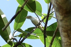 Vireo
