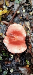 Russula sanguinea