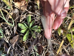 Antennaria neglecta