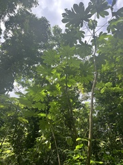 Cecropia schreberiana