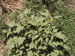 Verbesina encelioides