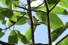 Vireo