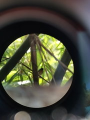 Cyornis rubeculoides dialilaemus