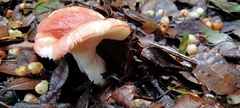 Russula sanguinea