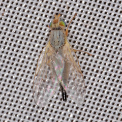 Acanthiophilus helianthi