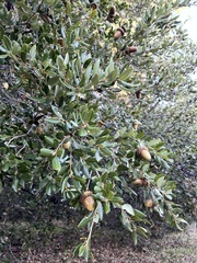 Quercus berberidifolia