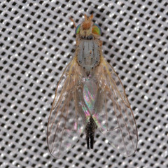 Acanthiophilus helianthi