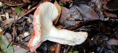Russula sanguinea