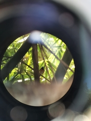 Cyornis rubeculoides dialilaemus