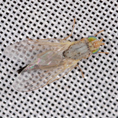 Acanthiophilus helianthi